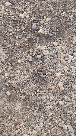 Banded snake spotted motionless on ground in Tinaquillo, Venezuela