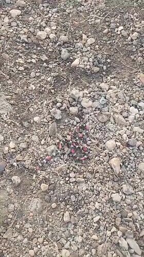 Banded snake spotted motionless on ground in Tinaquillo, Venezuela