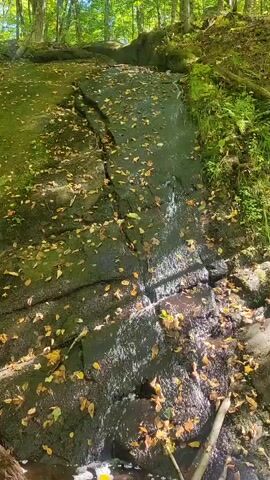 The video shows a gentle stream flowing over moss-covered rocks in a forest. Fallen leaves are scattered across the rocks and surrounding area. The sunlight filters through the trees, illuminating the scene. The sound of the water is audible.