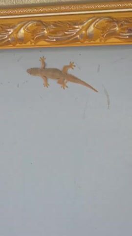 A tan-colored gecko is positioned on a pale blue wall, slightly to the left of the center. It is oriented head-up, with its body elongated and tail extending to the right. Above the gecko and the wall is a decorative gold frame with an ornate, embossed pattern. The gecko appears to be resting or clinging to the wall. The background consists of the wall and the frame, with no other discernible objects or people in the frame. The lighting is even, suggesting an indoor environment.