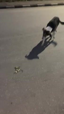 A medium-sized dog with a black, white, and brown coat walks and sniffs on an asphalt surface at night in Ivailo, Bulgaria. The dog casts a long, distinct shadow, suggesting the presence of artificial lighting. It briefly interacts with a small pink object on the ground at the beginning of the video, then continues to walk and sniff. Leaves and debris are visible on the paved surface. No people or visible text are present.