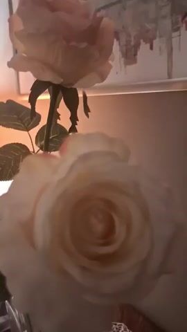 A video shows two light pink roses in close up. The rose in the foreground is in focus, and the rose in the background is out of focus. The roses are in a vase. The background is blurry, but appears to be an indoor setting with a wall and some artwork. The lighting is soft and warm, suggesting natural light or a lamp.