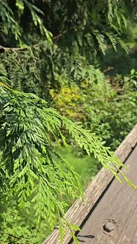 The video shows a close-up of a cedar branch with vibrant green foliage. The branch hangs over a weathered wooden surface, possibly a railing or deck. The background is blurred, showing more green foliage and hints of yellow and brown, suggesting a natural outdoor environment. The lighting indicates it is daytime, with sunlight casting shadows and highlighting the textures of the leaves and wood. There are no people or animals visible in the frame, and no discernible actions or interactions are occurring. The focus is solely on the natural elements and their visual details.
