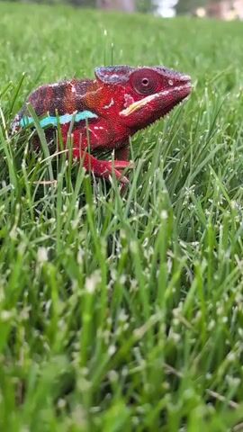 A close-up, low-angle shot shows a red chameleon with blue stripes on its side sitting in vibrant green grass. The chameleon's head is turned to the right, and its eyes are looking forward. The background is blurred, suggesting an outdoor setting.