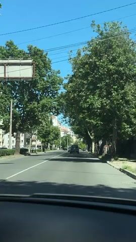 A car is driving down a tree-lined street on a sunny day. The trees are tall and have full green leaves, casting shadows on the road. There are buildings on either side of the street, and other cars are visible in the distance. The sky is clear and blue.