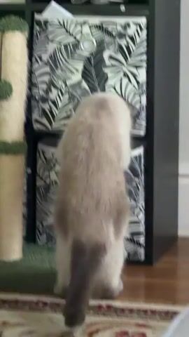 A fluffy cat with light brown fur and darker brown markings on its tail and face is standing on its hind legs, reaching into a fabric storage bin. The cat is facing away from the camera, and its body is partially obscured by its own fur. The storage bin has a black and white tropical leaf pattern. The bin is part of a black cube shelf unit, with another identical bin above it. To the left of the shelf unit, a portion of a multi-level cat tree with sisal rope and green carpet is visible. The floor is made of wood, and a rug with a floral pattern is in the foreground. The lighting suggests an indoor environment.