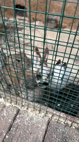 The video displays a group of domestic rabbits within a wire mesh enclosure. The cage features a green wire grid and a wooden floor covered with a layer of wood shavings or sawdust.

Multiple rabbits are visible, exhibiting various fur colors. On the left, a light brown or tan rabbit is prominent. In the center, a white rabbit with distinct brown markings on its ears and face is seen, seemingly interacting with another rabbit by resting its head. To the right, a dark brown or black rabbit is partially visible. Other rabbits with similar brown, white, and black patchy fur patterns are also present further back in the enclosure, suggesting at least five to six individuals.

The rabbits are generally calm, moving slowly within the cage, and can be observed sniffing at each other. The lighting suggests it is daytime. In the background, human voices speaking in what sounds like Russian can be heard, consistent with the given location context of Pokrovskoe, Russia. No visible text is present in the frame.