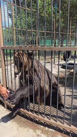 A brown bear is sitting in a cage and a person's hand is reaching into the cage to give the bear food. The bear is standing up and eating the food from the person's hand. The cage has metal bars and the ground is concrete. There are trees and foliage visible in the background.