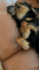 Cavalier King Charles Spaniel has a full day at home