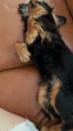 Cavalier King Charles Spaniel has a full day at home