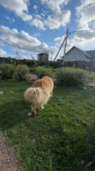 Lazy dog day and a thriving garden in rural Kempelevo