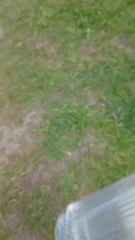 The video shows a grassy hillside with a few trees and a body of water in the background. In the middle ground, three animals are grazing. One animal is light brown and appears to be larger than the other two. The other two animals are dark brown and black, respectively, and are smaller. The camera pans slowly across the scene.