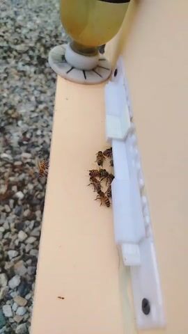 A close-up shot shows several honeybees clustered together on a light-colored, smooth surface near a white plastic object. The background consists of gravel and a blurry yellow object. Some bees are actively moving on the surface.