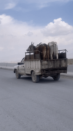 Pickup truck transports three cows on Quetta road