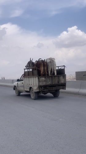 Pickup truck transports three cows on Quetta road