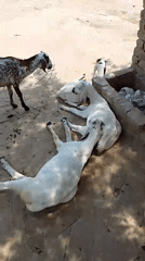 Goats rest in Pakistani courtyards during morning hours