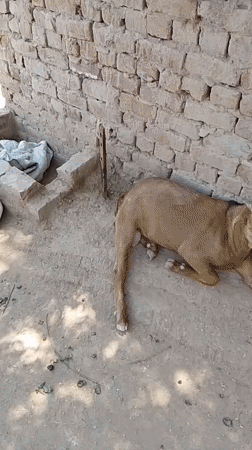 Goats rest in Pakistani courtyards during morning hours