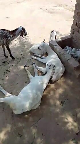 Goats rest in Pakistani courtyards during morning hours