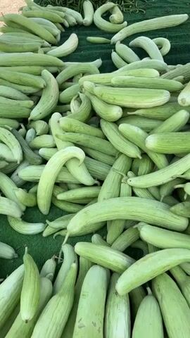 The video displays a close-up, top-down view of a market stall filled with a large assortment of light green, elongated vegetables that appear to be cucumbers or a similar gourds. These vegetables are piled high on a dark green surface, possibly a tablecloth or fabric covering the stall. In the background, several round, green-and-black striped melons are visible, along with some ears of corn further back. The lighting suggests an outdoor setting, possibly a sunny day. The camera is static, providing a steady view of the produce. There are no people or direct interactions with the produce visible in the frame.