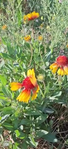 A close-up, handheld shot pans across a patch of wildflowers. The flowers are yellow with red centers, and they are growing in a field with green foliage and dry grass. The camera focuses on a few individual flowers, then pans to show a larger cluster of blooms. The video is lit by natural sunlight, and the colors are vibrant.