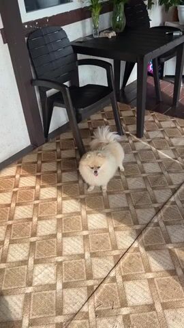 A pomeranian dog and a smaller dog with grey and white fur are on a patterned rug outdoors. The pomeranian is facing the camera with its tongue out. The smaller dog is facing away from the camera. Behind the dogs, there is a dark table and chairs. To the right, a brown curtain hangs. Further in the background, there is a green lawn with trees and a fence.