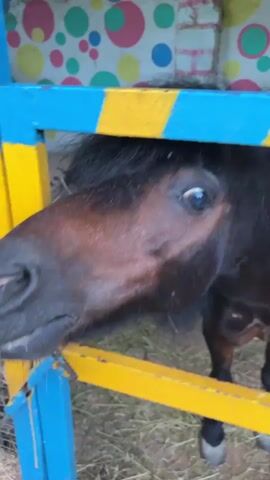 A close-up video shows a dark brown horse's head with a black mane peeking through a blue and yellow striped fence. The horse's mouth is slightly open, revealing its teeth, and its eyes are wide. The background is a wall with colorful circles and some hay on the ground. The camera zooms in on the horse's nose and then pulls back to show more of its head and body. There is a white bucket to the right of the horse.