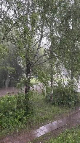 This media file captures a scene of heavy rain in a natural setting, likely in or around Shikhovo, Russia. The primary subjects are several deciduous trees, predominantly birches with their characteristic white and black bark, and dense green foliage. Below the trees, there is a thick undergrowth of bushes and grass, all appearing lush and wet from the downpour. In the foreground, a wet, paved walkway or path is visible, with puddles and streaks of water indicating the intensity of the rain. Beyond the trees, a dirt or gravel road can be seen, also appearing wet and possibly muddy. The overall atmosphere is one of a secluded, natural environment being doused by a summer storm.

The activity taking place is clearly a heavy rainfall. The water is visible as streaks falling through the air and accumulating on surfaces. The weather is stormy and wet, with a visible mist or haze in the background, suggesting poor visibility due to the rain. The time of day is not precisely discernible, but the overcast sky and diffused light suggest it is likely daytime, possibly mid-afternoon or late morning, rather than dawn or dusk. The location cues, such as the types of trees and the general landscape, are consistent with a rural or suburban setting in Russia.

There is no visible text in the media file. The overall mood conveyed is one of nature's power and a certain quiet intensity associated with a heavy rain shower. The scene is peaceful yet dynamic due to the movement of the rain.