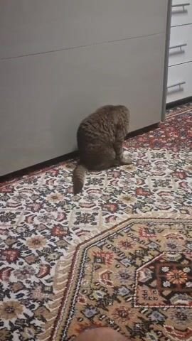 A fluffy brown cat sits with its back to the camera, facing a grey cabinet. The cat is on a richly patterned rug with red, brown, and cream colors. The cabinet has white handles. The video is shot from a low angle, showing the cat's tail and hindquarters.