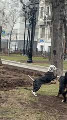 Two Dogs Play Together in Moscow Park