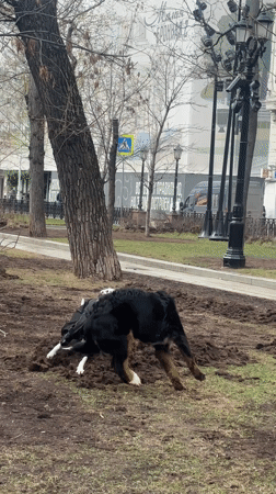 Two Dogs Play Together in Moscow Park