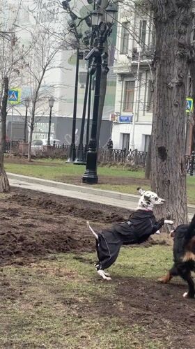 Two Dogs Play Together in Moscow Park