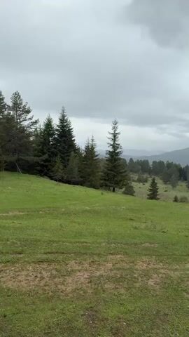 The video presents a landscape view of a green field surrounded by evergreen trees under a heavy, overcast sky. In the foreground, the field is lush and green, with patches of dirt showing through the grass. The field slopes gently uphill, meeting a line of pine trees of varying sizes. Beyond the trees, the landscape continues with more trees interspersed in the distance, gradually leading to the foothills of mountains veiled in mist or low-lying clouds. The overall impression is of a somewhat damp or rainy day in a forested, mountainous region.