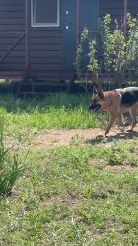 A German Shepherd dog walks across a grassy area in front of a wooden building. The dog is tan and black with its mouth open and tongue hanging out. The building has a wooden deck with a white chair on it. Behind the building are trees and a small lake or body of water. The ground is a mixture of dirt and grass. The dog continues to walk, and in some frames, it appears to be sniffing the ground or looking off to the side. There are picnic tables and benches visible in the background in some frames. The sky is mostly cloudy.