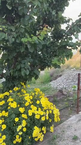 The video shows a close-up view of a vibrant bush of yellow chrysanthemums in full bloom. Behind the flowers, a tree with lush green leaves is visible, its branches reaching towards the sky. The ground beneath the tree and flowers is covered with dirt and scattered rocks. In the background, a body of water, likely a lake or reservoir, can be seen, with a distant hill under a cloudy sky. The scene appears to be an outdoor setting, possibly a garden or a natural landscape. There are no people or animals visible in the video. The camera pans slightly, offering different perspectives of the flowers and the surrounding environment.