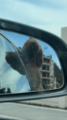 Poodle enjoys car ride with head out window
