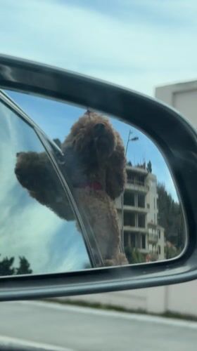 Poodle enjoys car ride with head out window