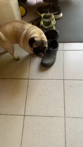 A pug dog is being petted by a human. The pug is lying on its back on a tiled floor, and the human's hand is visible petting the pug's belly. The pug's legs are in the air. A person's leg with a dark blue sock with a pattern of colorful fish on it is visible in the foreground.