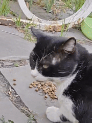 Backyard cats eating, resting, and roaming a Rostov patio