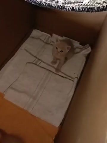 Inside a cardboard box with an orange base, a gray-and-white striped cloth is on one side. An orange kitten stands on the cloth. Another kitten, gray and black, sits motionless next to a sleeping orange kitten on the orange part of the box.