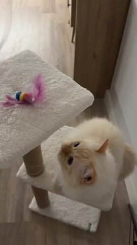 The video shows a fluffy, light-colored cat playing with a toy on a multi-tiered cat tree. The cat tree is covered in white, plush material with a sisal-wrapped post. The toy appears to be a string with colorful feathers and beads. The cat is initially looking up at the toy, then bats at it with its paws and engages in playful pouncing and wrestling with it. The background shows a wooden floor and a portion of a wooden cabinet. The lighting is bright and natural.