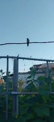 A swallow perches on a wire against a clear blue sky. Below the bird, a metal fence is visible, adorned with netting. Beyond the fence, there are buildings and green plants. The bird's long tail feathers are prominent.