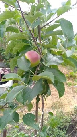 A close-up, slightly shaky, vertical video shows a young apple tree with green leaves and a few developing apples. The apples are small and appear to be partly red and green. The tree is supported by two stakes and white string. In the background, there is a blurry view of what looks like a garden with some foliage and possibly a fence. The lighting suggests it is daytime, possibly overcast.
