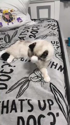A fluffy white cat with black markings on its face and tail is lying on a bed. The cat is grooming its paw, licking it with its tongue. The bed is covered with a gray blanket that has a pattern of Bugs Bunny characters and the phrase "WHAT'S UP DOC". A pillow with a picture of a boy wearing a crown is at the head of the bed. In the background, a white headboard and a blue dumbbell are visible.