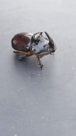 Macro insect shots: rhinoceros beetle and bumblebee up close