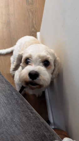 Small white dog chilling in a corner, mouth open