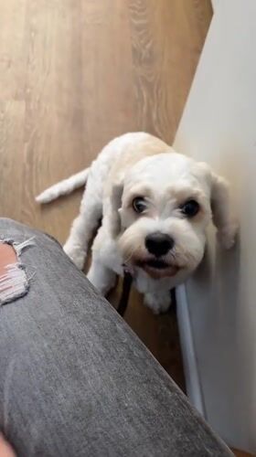 Small white dog chilling in a corner, mouth open