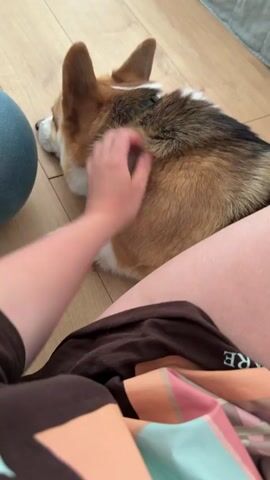 A hand is petting a corgi dog laying on a wooden floor. The dog is mostly tan with white and brown markings. The dog's head is to the left, and its body extends to the right of the frame. A person's legs, covered by a brown shirt and striped fabric, are in the foreground. A large, blue, round object is visible in the upper left corner of the frame. The scene is indoors.