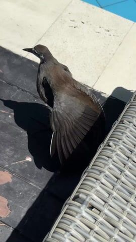 The video shows a bird with dark grey and brown feathers resting on dark wooden planks next to a light grey wicker chair and a pool. The bird has one wing slightly spread, showing a thin white band on the underside. The bird appears still. Sunlight creates a strong shadow of the bird on the planks. The environment appears to be an outdoor patio or deck area.