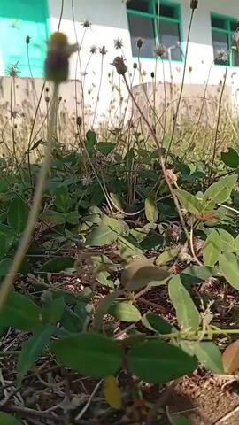 The video shows a low-angle view of overgrown grass and weeds in front of a building. The building appears to have white walls and green-framed windows. The focus is on the plants in the foreground, with some small flowers and seed heads visible. The lighting suggests it is daytime, possibly late afternoon due to the shadows. There are no people or animals visible in the video.
