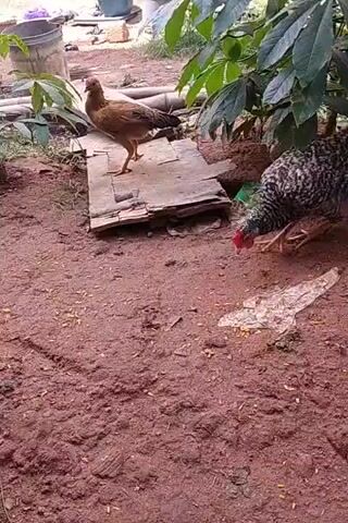 Two chickens are in a backyard. One is brown and standing on a stack of wooden planks. The other is speckled black and white and is pecking at the ground for food. The ground is red soil. There are some plants in the background.